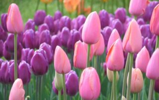 tulipani NG1 1 - Mozirski gaj - park cvetja in muzej na prostem