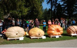 Buce 2016 1 1 - Mozirski gaj - park cvetja in muzej na prostem