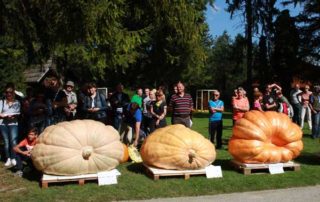 6. DP za najtežjo bučo Slovenije 1 - Mozirski gaj - park cvetja in muzej na prostem