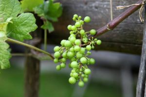 Mozirski gaj - home 12 park mozirski gaj najstarejsa trta02 - Mozirski gaj - park cvetja in muzej na prostem