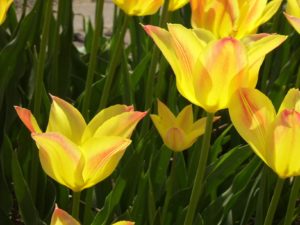 Mozirski gaj - home 4 park mozirski gaj tulipan mozirski gaj01 - Mozirski gaj - park cvetja in muzej na prostem