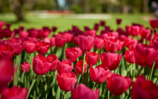 mozirskigaj razstava tulipanov pomlad 42 e1588700397901 - Mozirski gaj - park cvetja in muzej na prostem