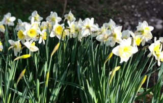 narcise mozirskigaj - Mozirski gaj - park cvetja in muzej na prostem