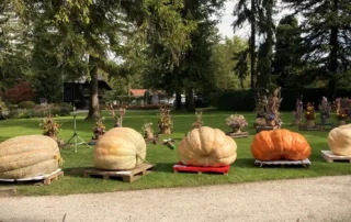 buce mozirski gaj 2022 - Mozirski gaj - park cvetja in muzej na prostem