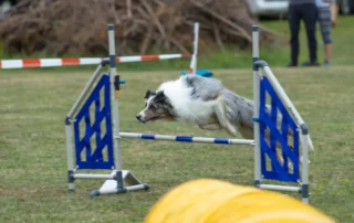 kinolosko drustvo celje - Mozirski gaj - park cvetja in muzej na prostem