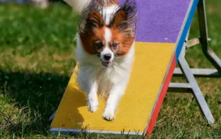 kinolosko drustvo celje2 - Mozirski gaj - park cvetja in muzej na prostem