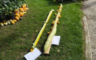 mozirskigaj buce tekmovanje jesen 2026 2 - Mozirski gaj - park cvetja in muzej na prostem