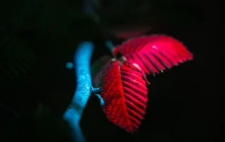 vecerno UV dozivetje foto Ecofungi 16x9 - Mozirski gaj - park cvetja in muzej na prostem